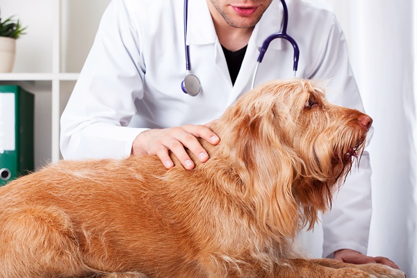 cane dal veterinario