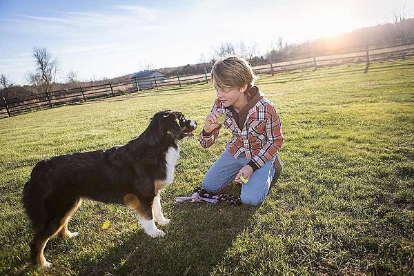 come insegnare al cane a girare su se stesso