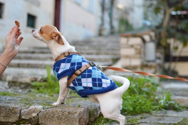 rinforzo positivo al cane