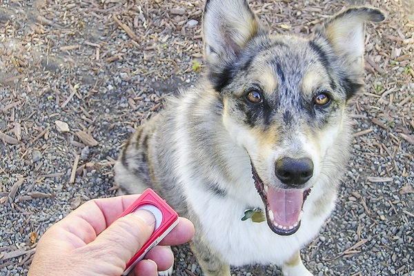 clicker per cane