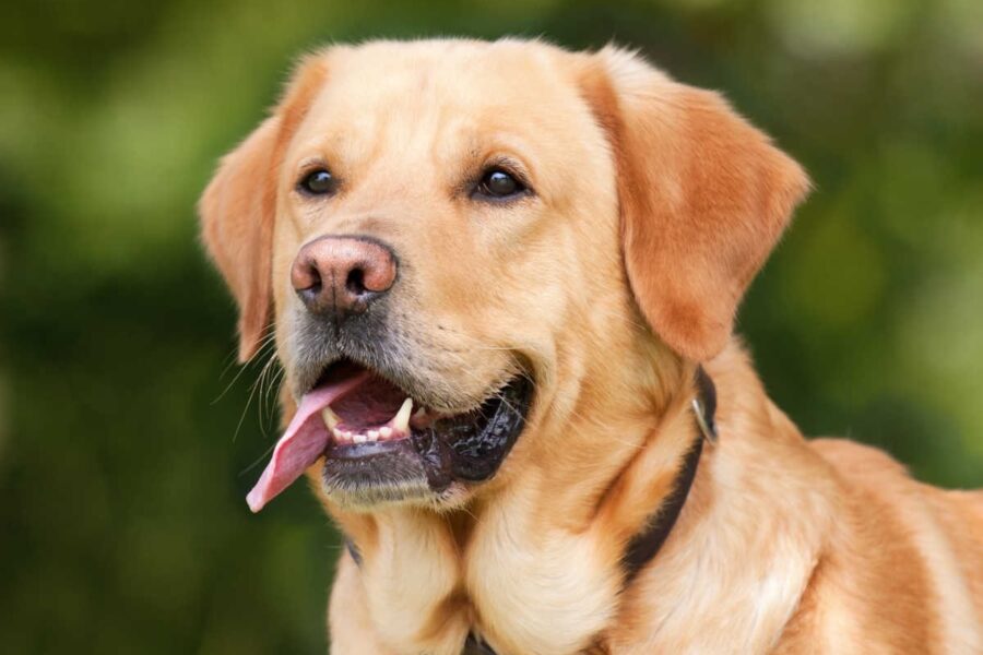 cane labrador