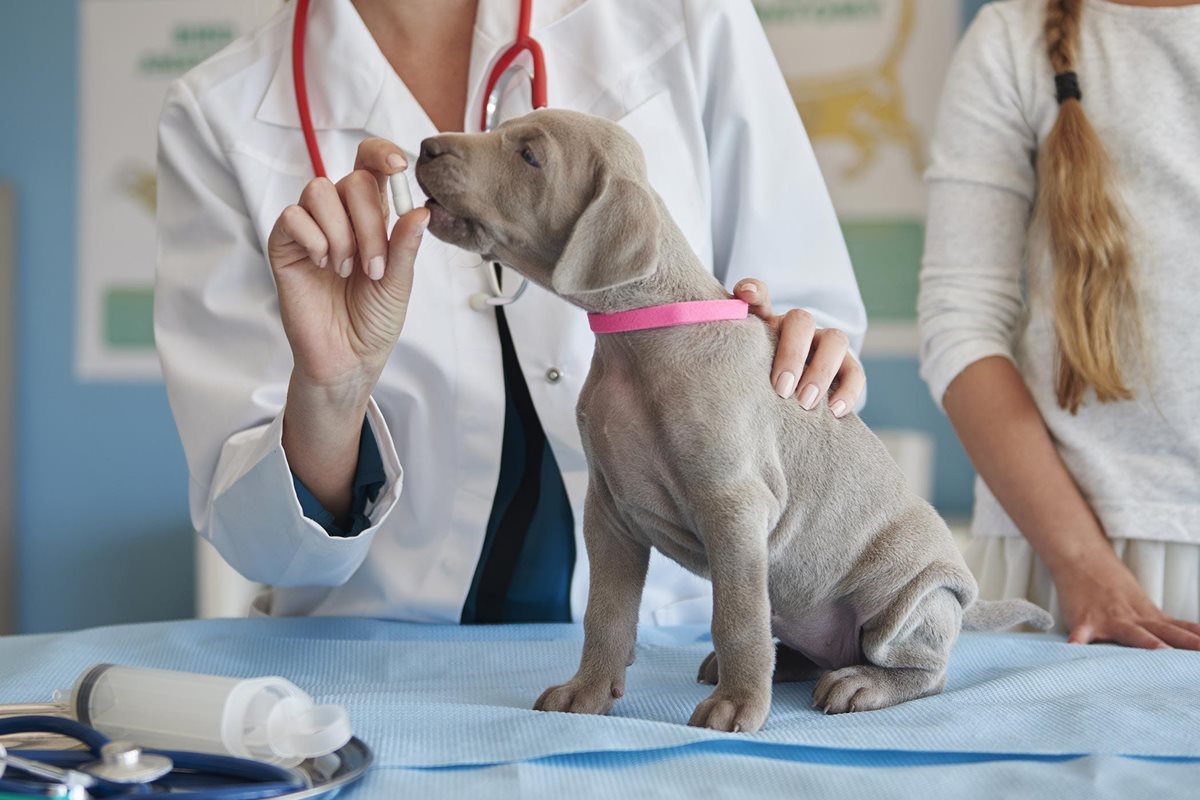 cucciolo di weimaraner dal veterinario