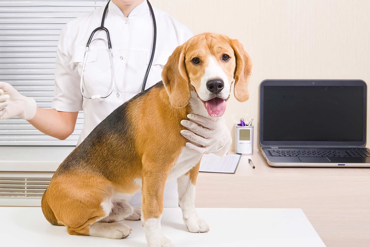 beagle dal veterinario