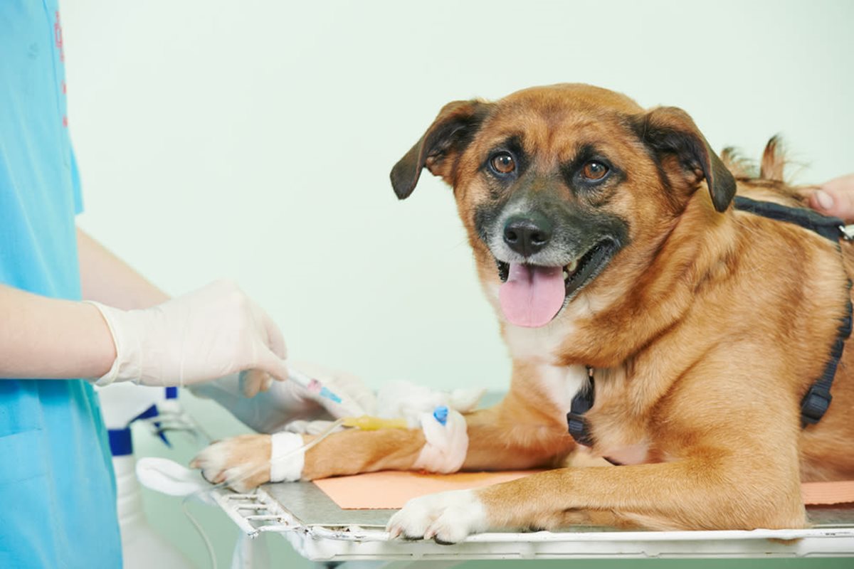 cane dal veterinario 