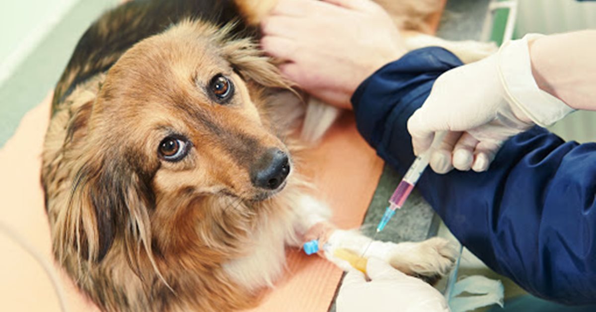 Insegnare al cane a farsi fare un prelievo: ecco come