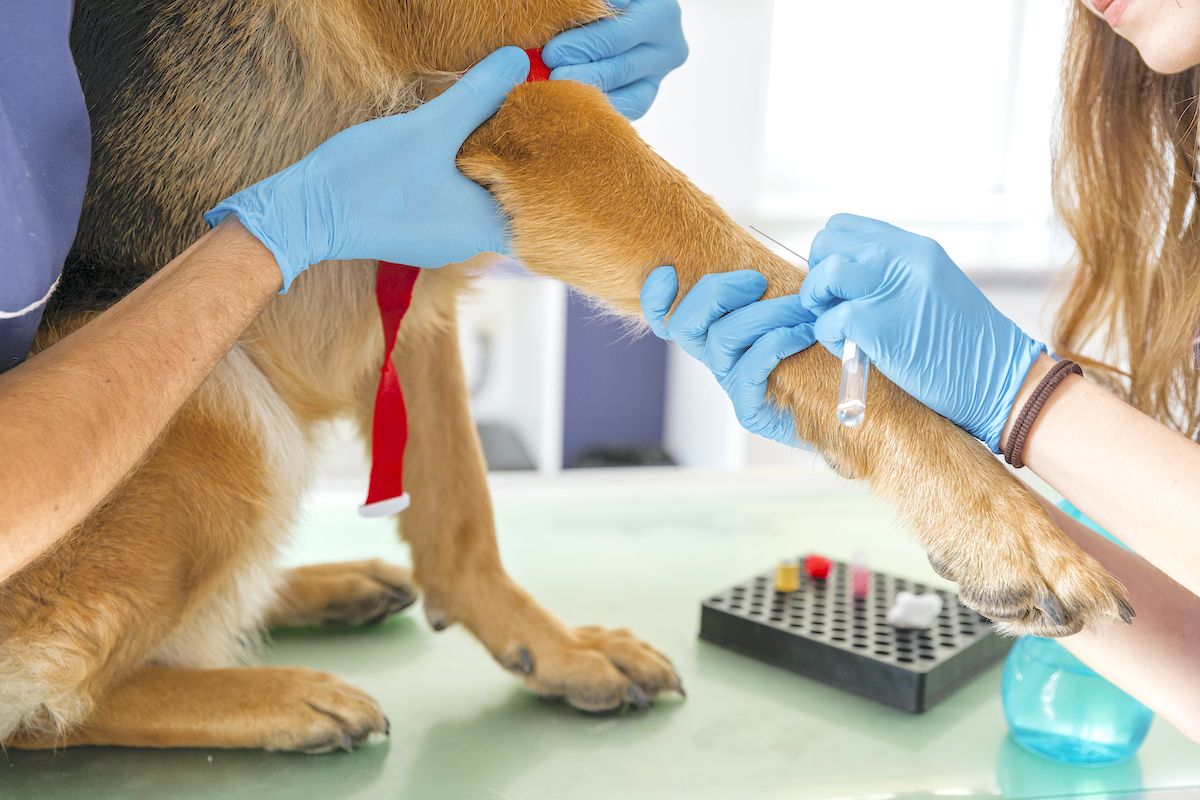 veterinario preleva il sangue al cane
