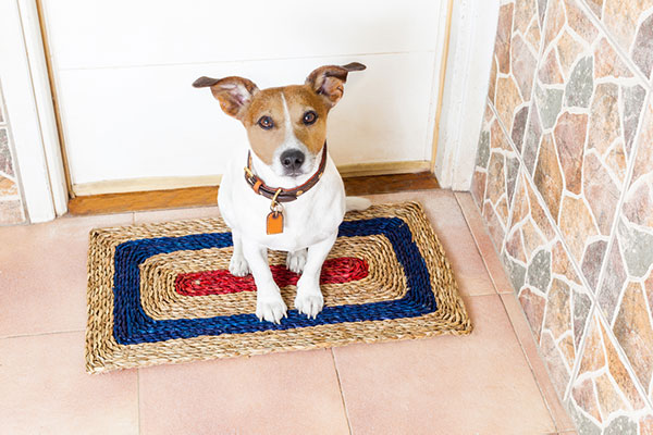 insegnare al cane a non abbaiare alla porta