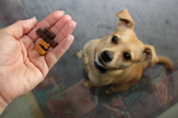 addestrare il cane a non accettare cibo dagli sconosciuti