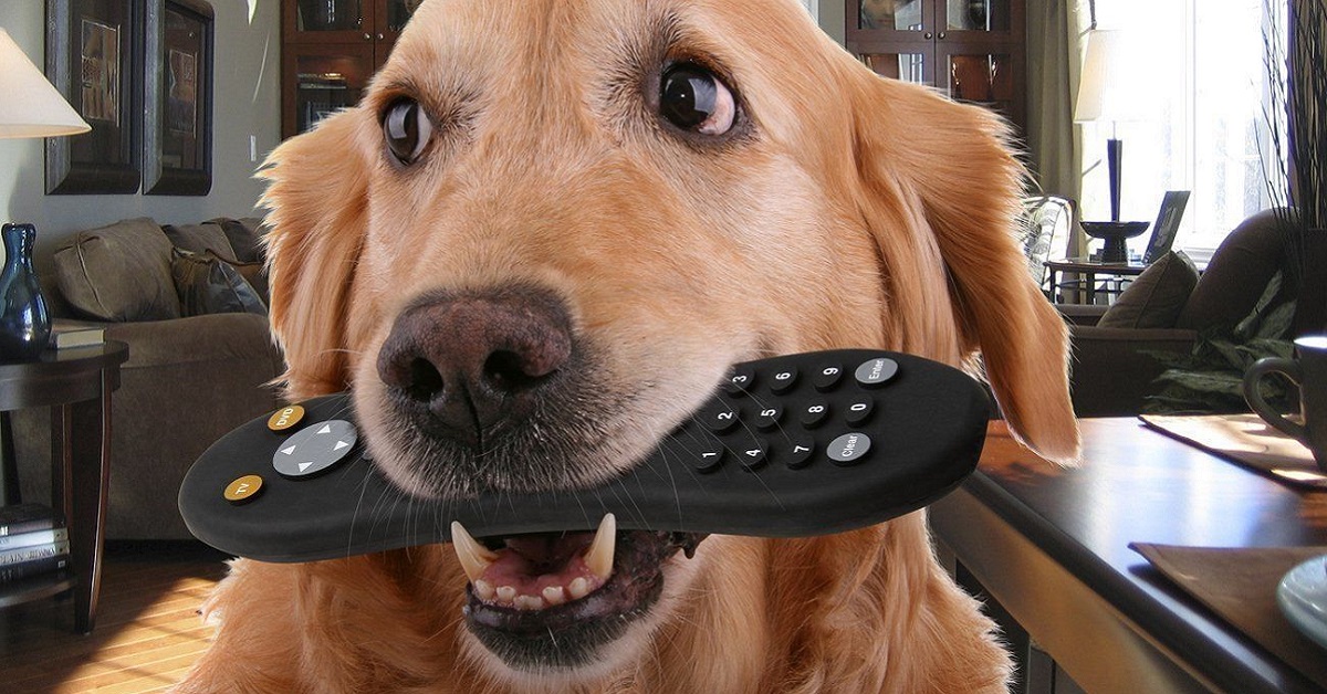 Insegnare al cane a portare il telecomando: ecco come fare