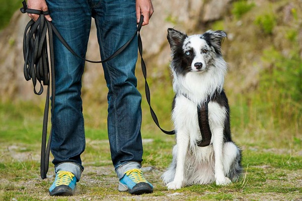 cane al guinzaglio