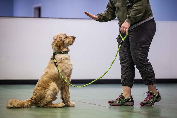 cane durante allenamento