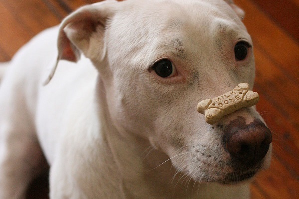 cane con biscotto su naso