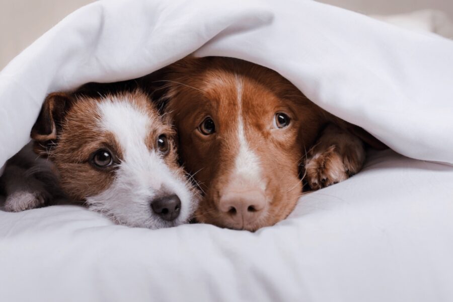 cani sotto le coperte