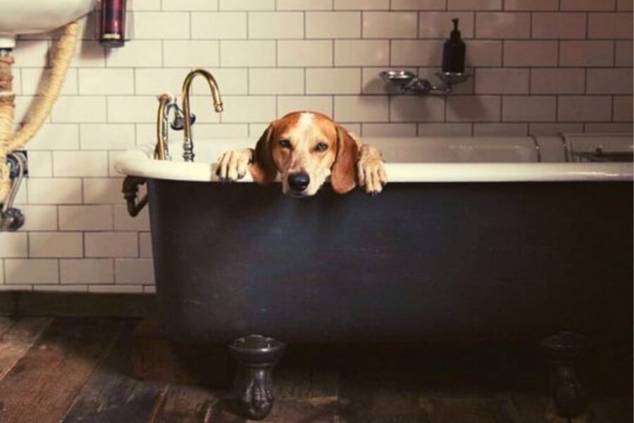 cane nella vasca da bagno
