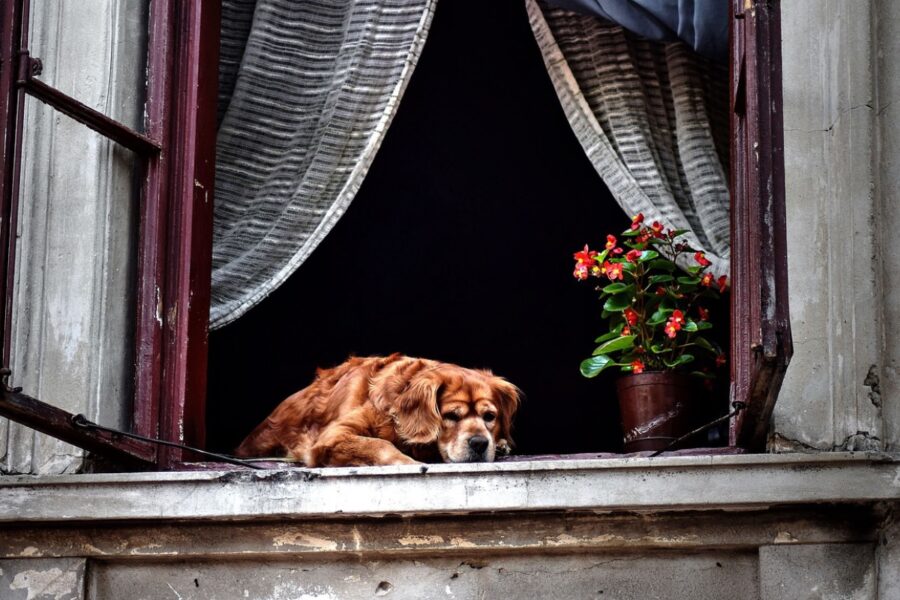 cane alla finestra aperta