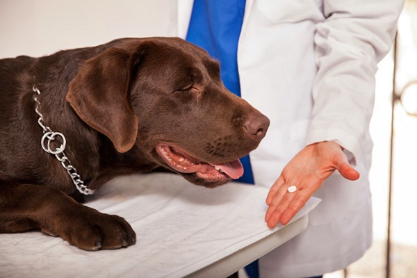cane marrone dal veterinario