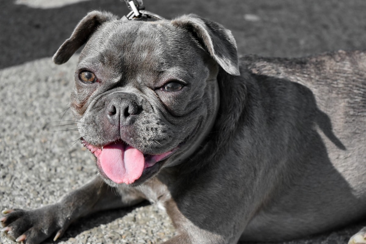 cagnolino grigio