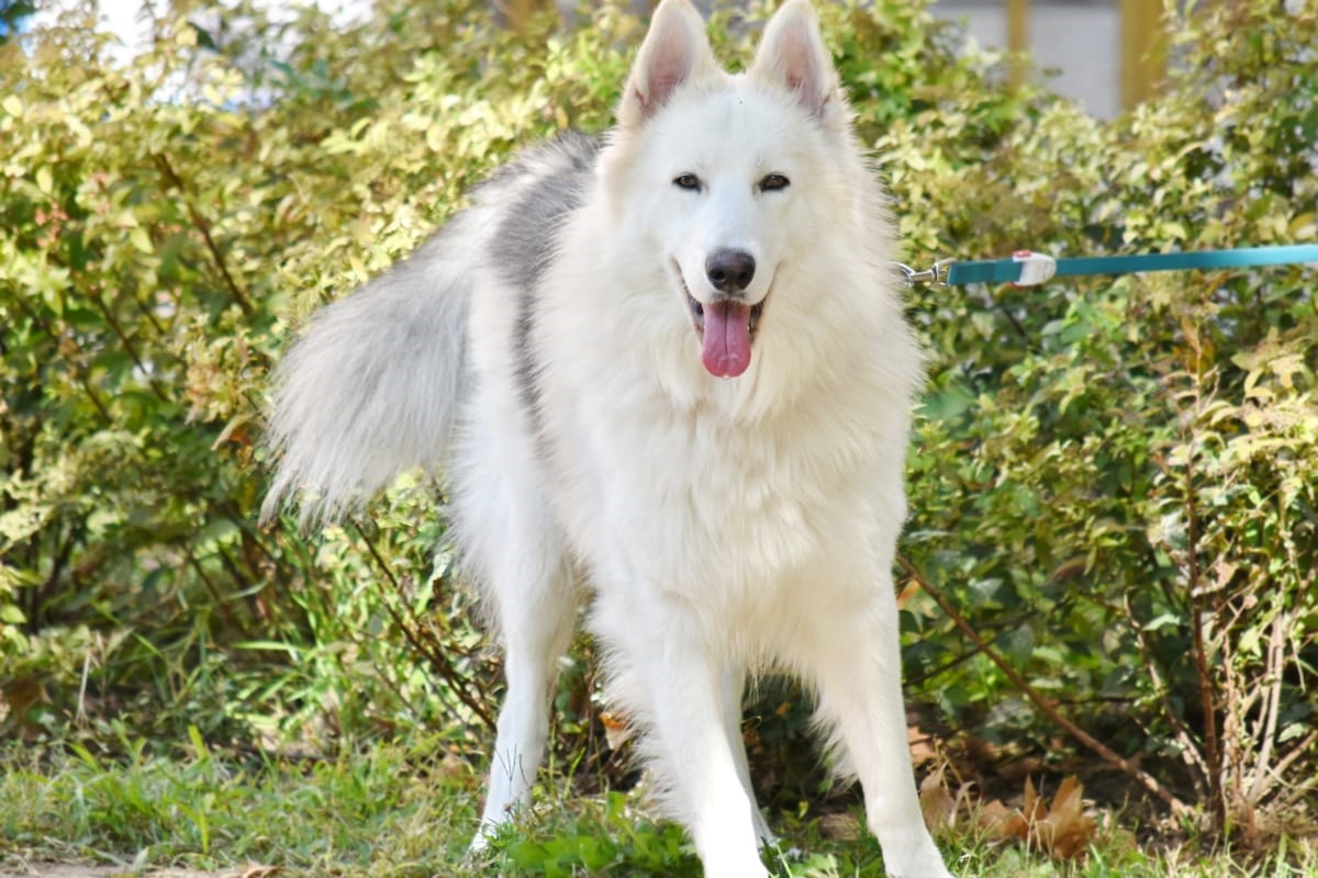 cane bianco di taglia grande