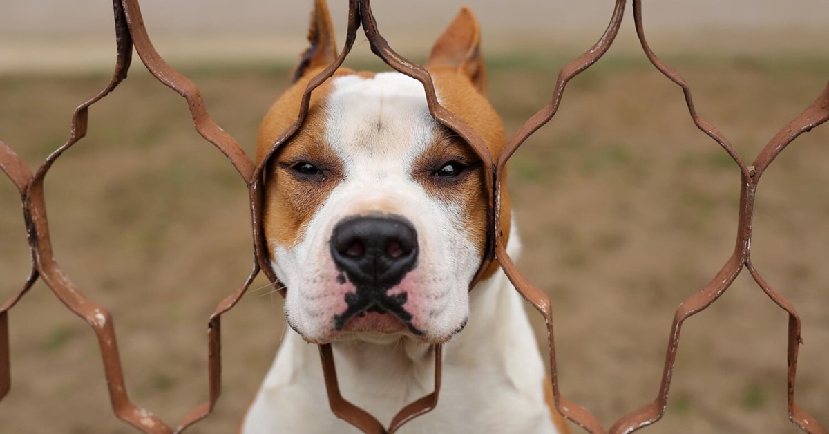 Intrattenere un cane annoiato: i metodi infallibili