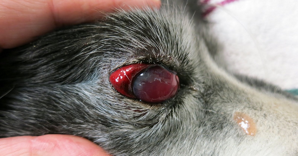 Ipema nel cane: sintomi, cause e diagnosi della malattia