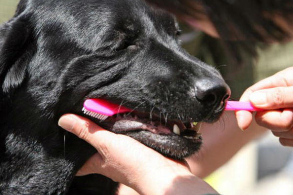 cane e spazzolino