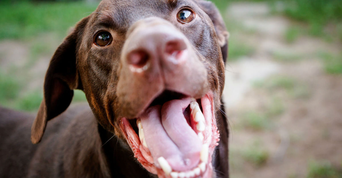 Ipocalcificazione dei denti del cane: tutto su questa condizione