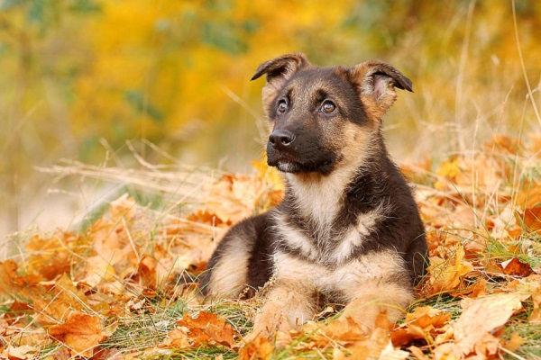 cane su tappeto di foglie 