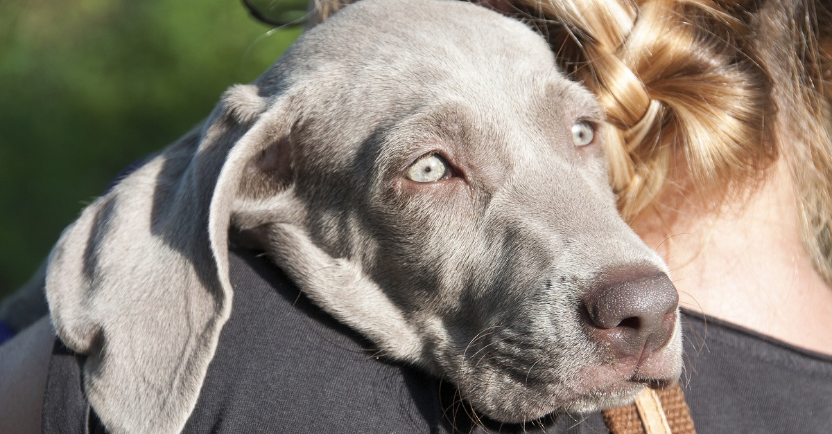 Ipoplasia cerebellare nel cane: cosa sapere e cosa fare