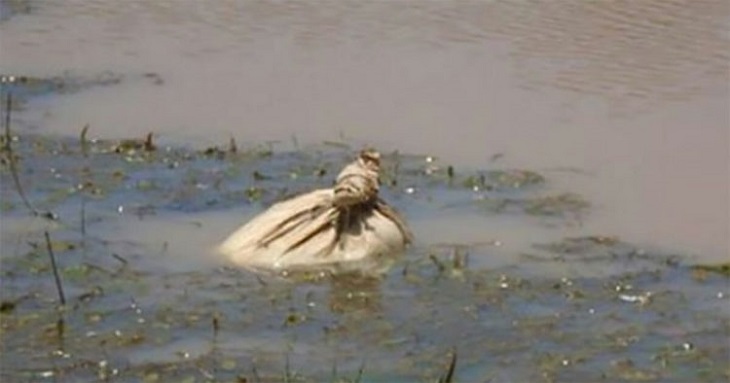 kayak-sacchetto