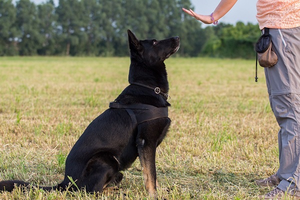 riprova addestramento cane