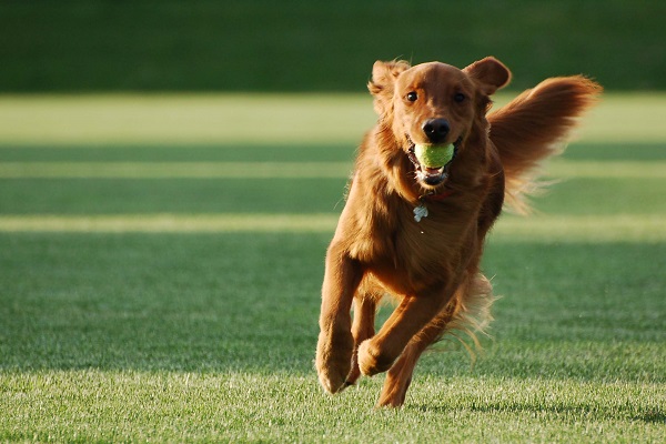 cane che corre