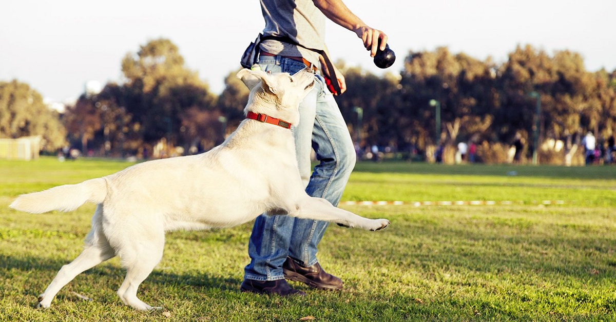 La riprova nell’addestramento del cane: cos’è e perché è necessaria