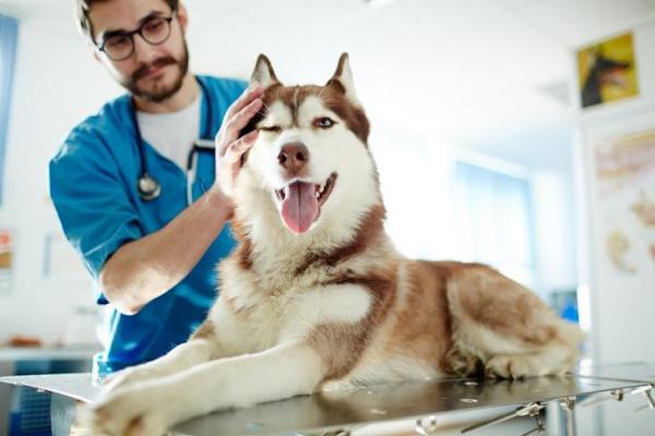 cane dal veterinario