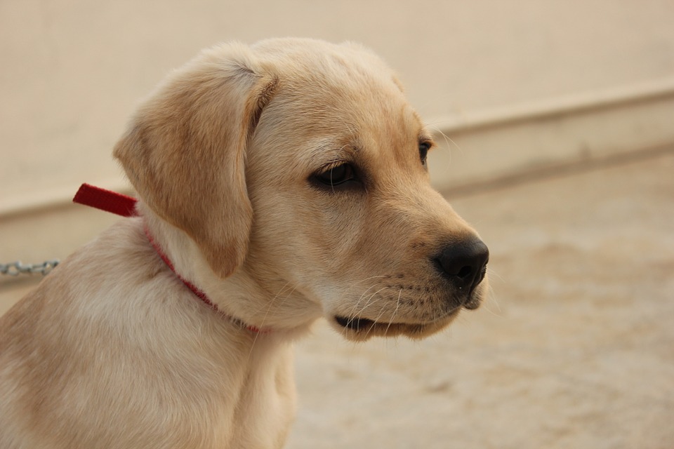 Tricofitosi del cane: tutto ciò che bisogna sapere su questa malattia