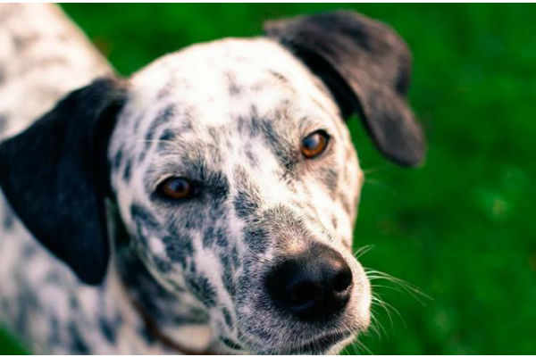 cane che guarda