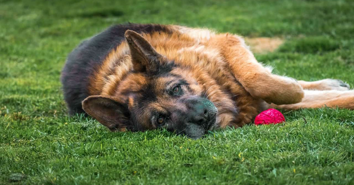 Lassativi naturali per il cane: quali sono e quando darglieli