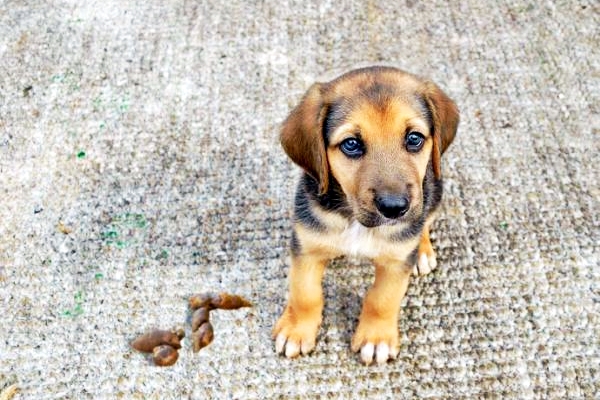 cane che ha fatto la cacca