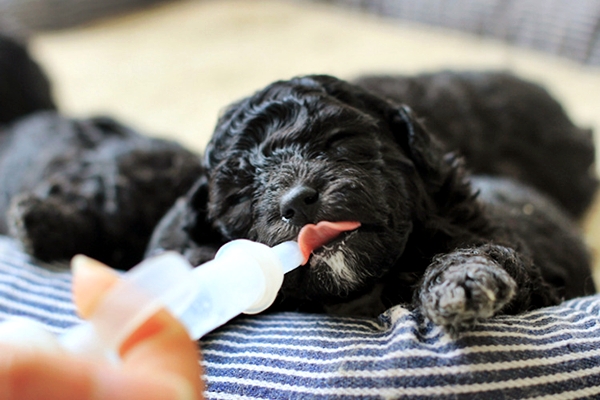 cucciolo di cane che mangia