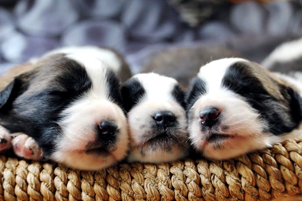 tre cuccioli di cane