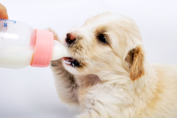 cane bianco che mangia