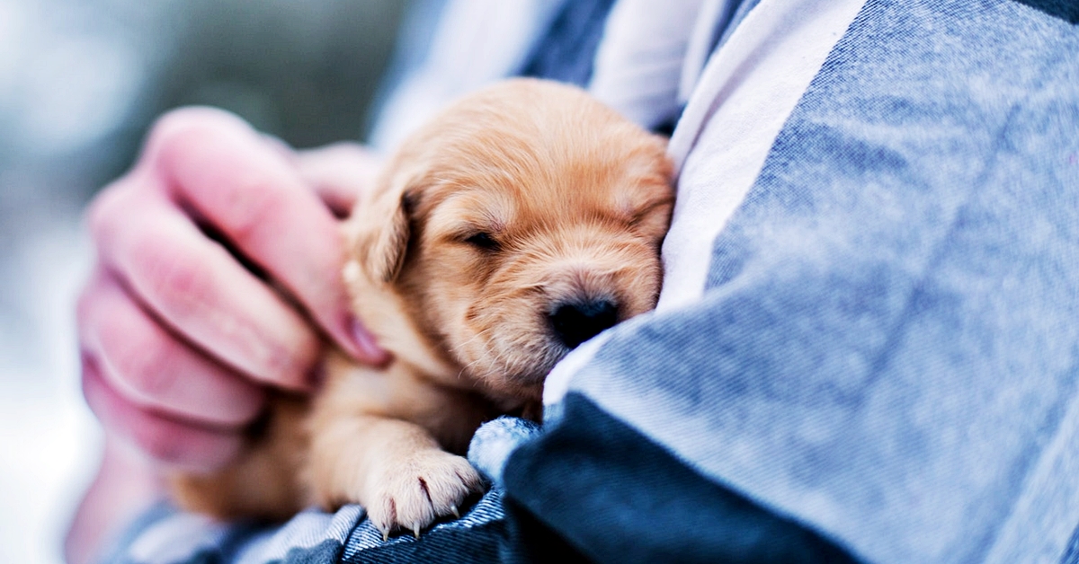 Latte Per I Cuccioli Di Cane Quale Dargli Senza Rischi