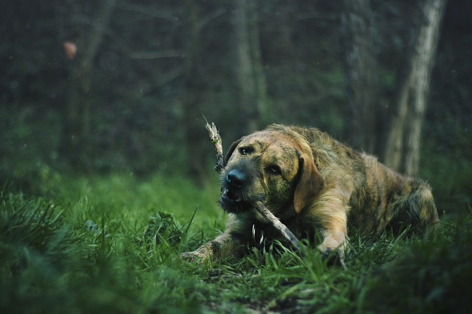 Cane che morde con i denti davanti: cosa significa?