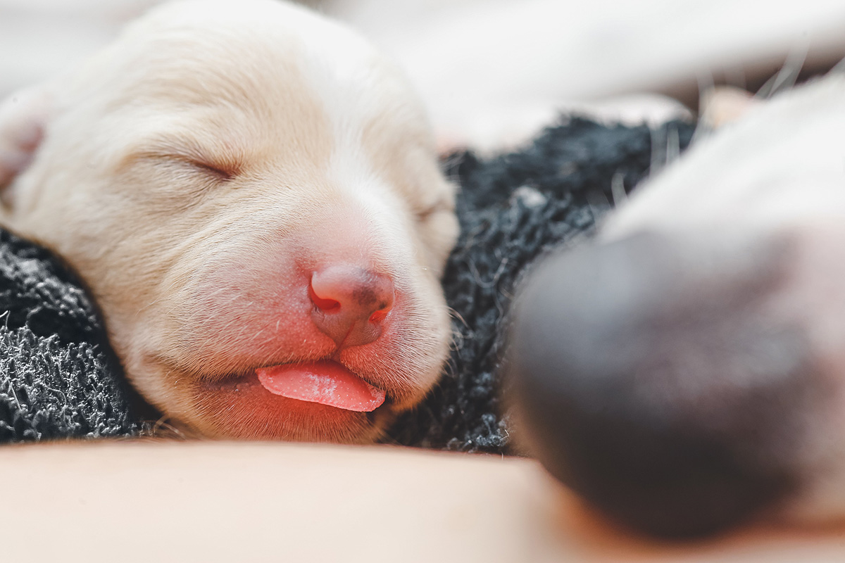 cucciolo di cane di pochi giorni