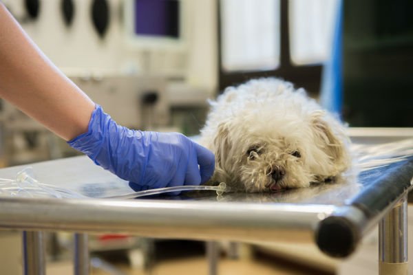 Cane sul lettino 