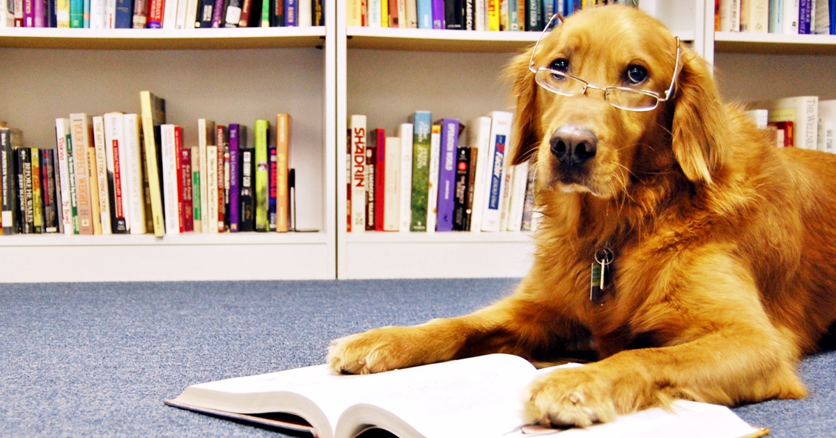 cane in biblioteca