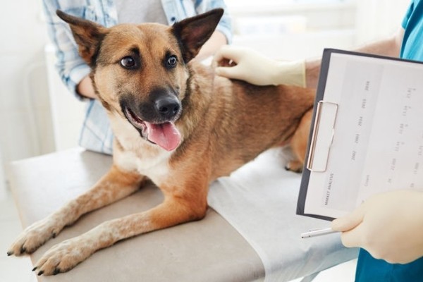 cane visitato dal veterinario