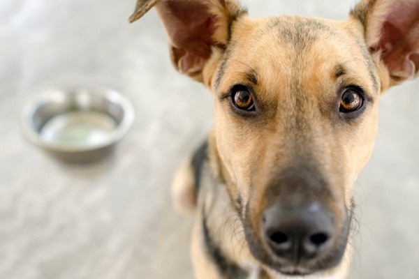 cane davanti alla ciotola