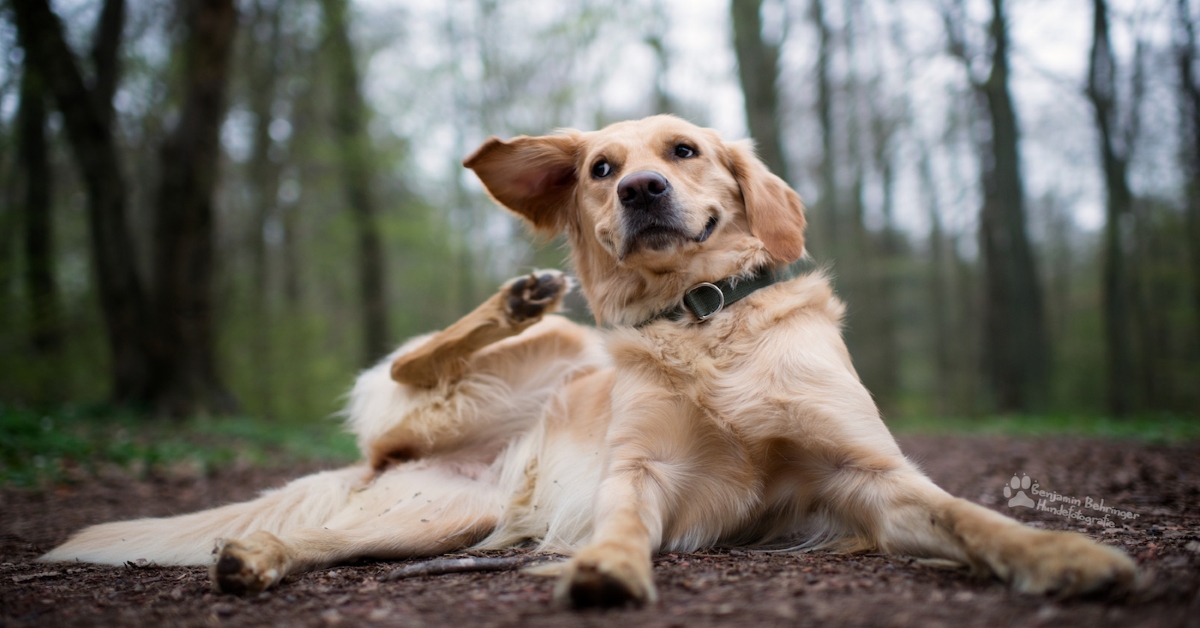 Linfoma epidermotromico del cane: che cos’è? Che fare?