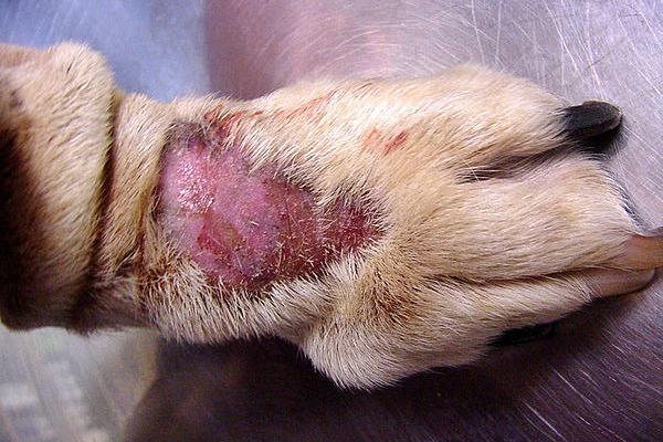 dermatite nel cane