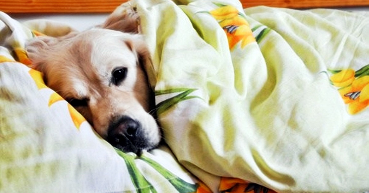 Malattia dell’agglutinina fredda nel cane: tutto ciò che occorre sapere